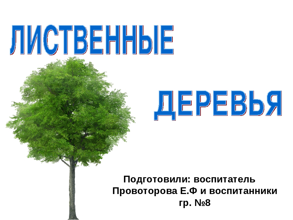 Презентация на тему: «Лиственные деревья»