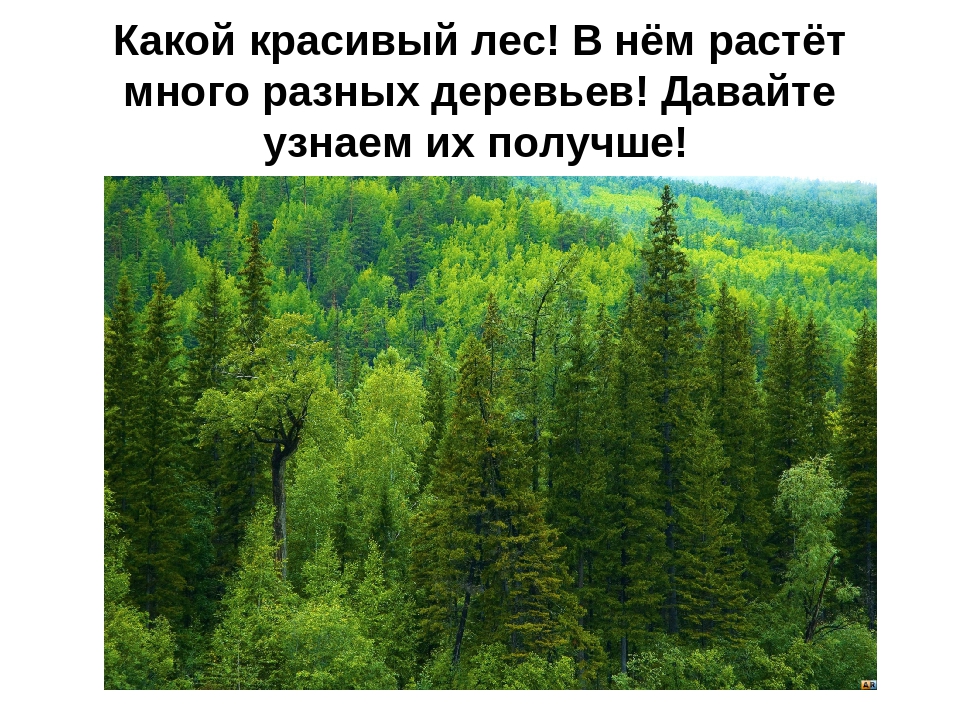 Презентация на тему: «Лиственные деревья»