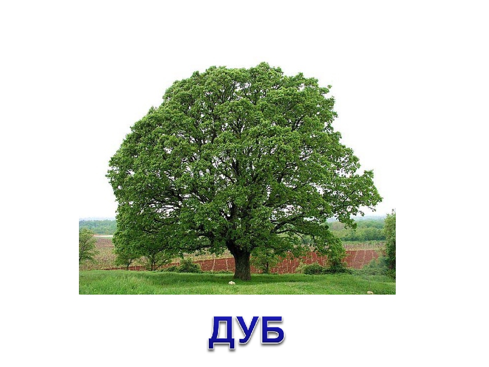 Презентация на тему: «Лиственные деревья»