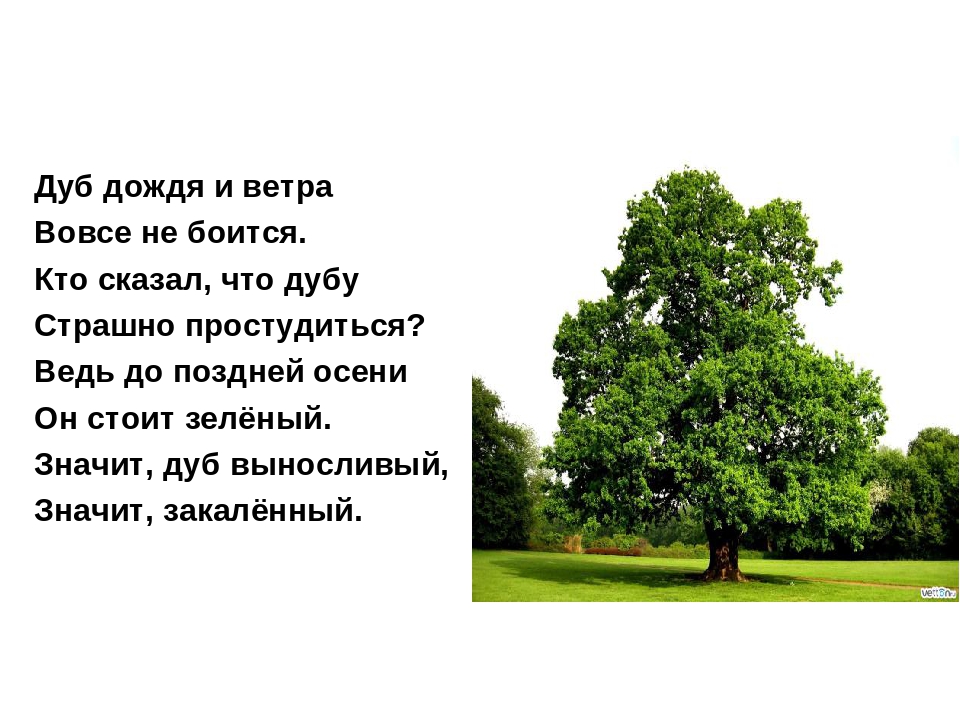 Презентация на тему: «Лиственные деревья»