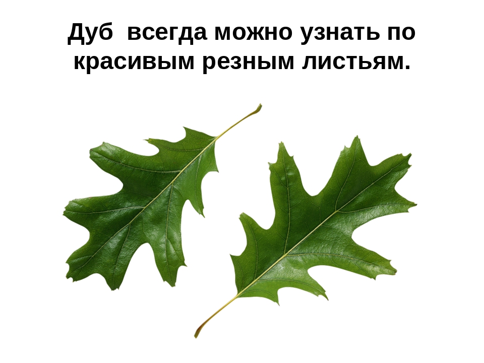 Презентация на тему: «Лиственные деревья»