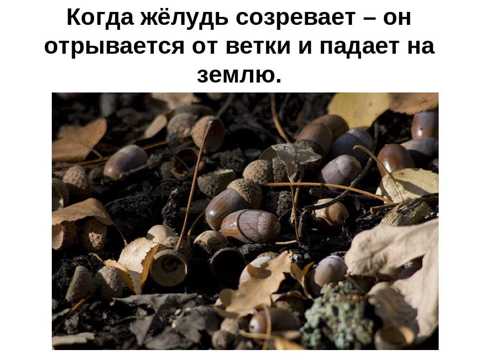 Презентация на тему: «Лиственные деревья»