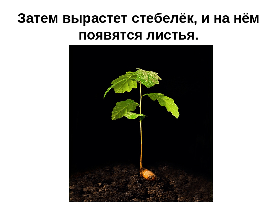 Презентация на тему: «Лиственные деревья»