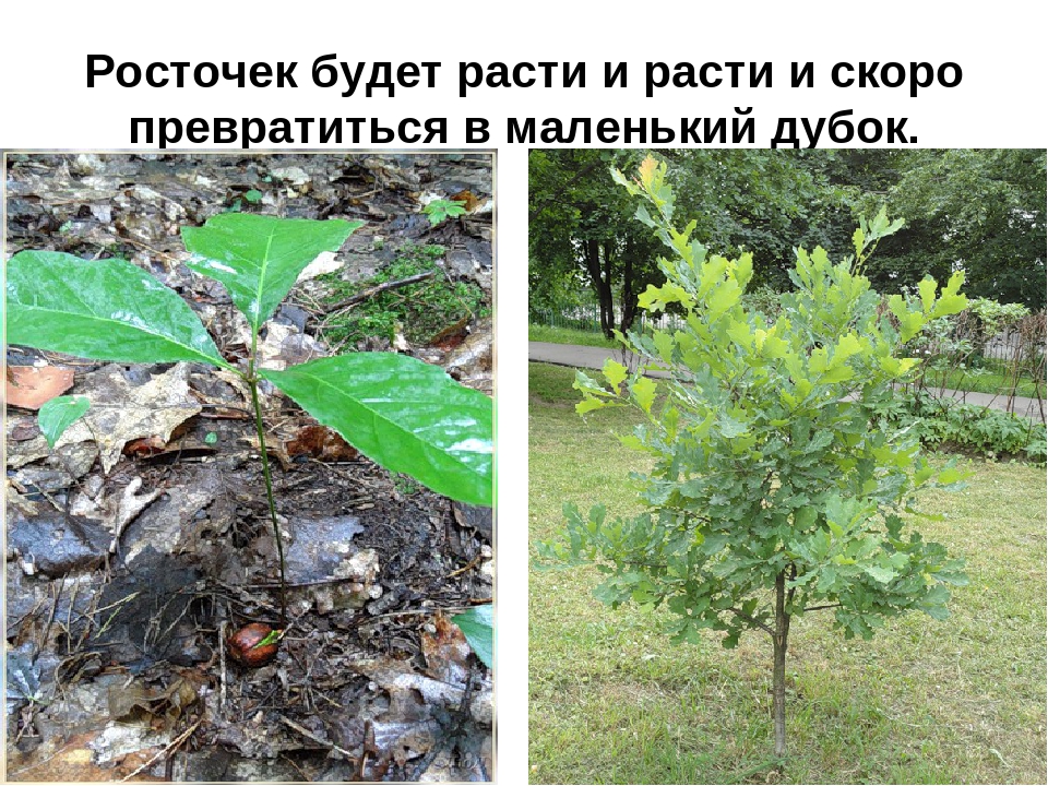 Презентация на тему: «Лиственные деревья»