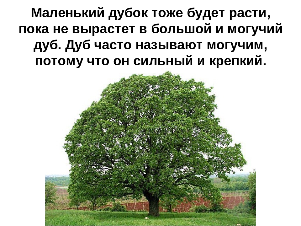 Презентация на тему: «Лиственные деревья»