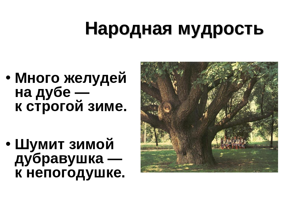 Презентация на тему: «Лиственные деревья»