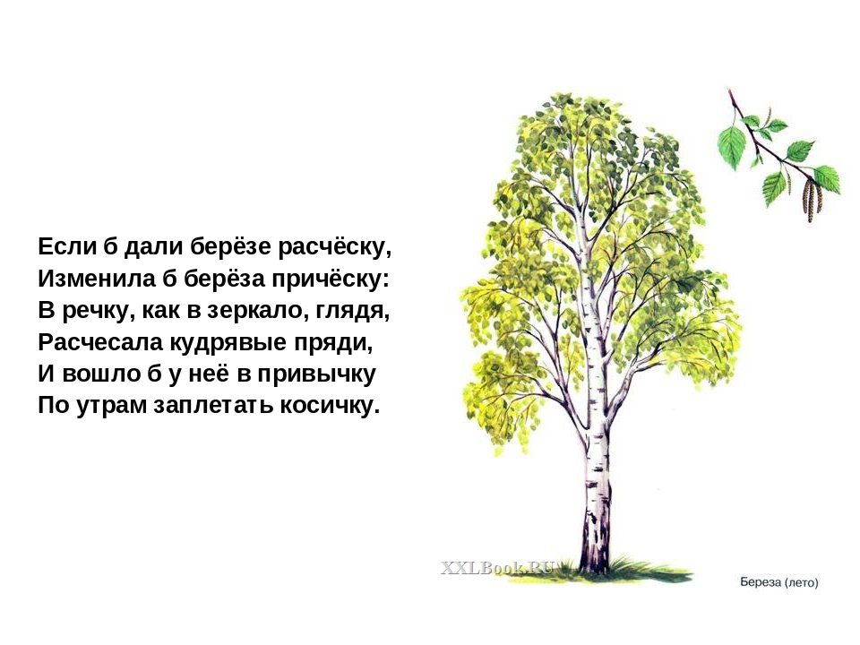 Презентация на тему: «Лиственные деревья»
