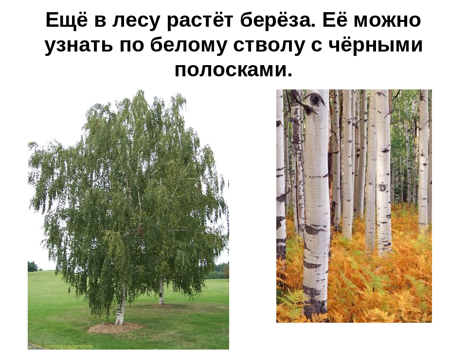Презентация на тему: «Лиственные деревья»