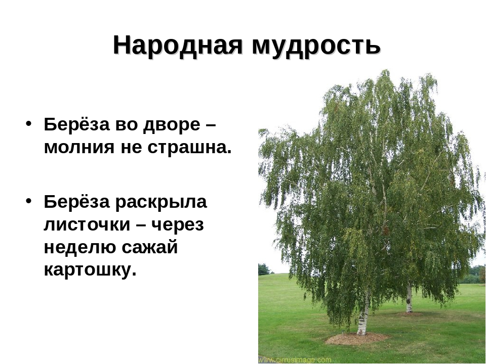 Презентация на тему: «Лиственные деревья»