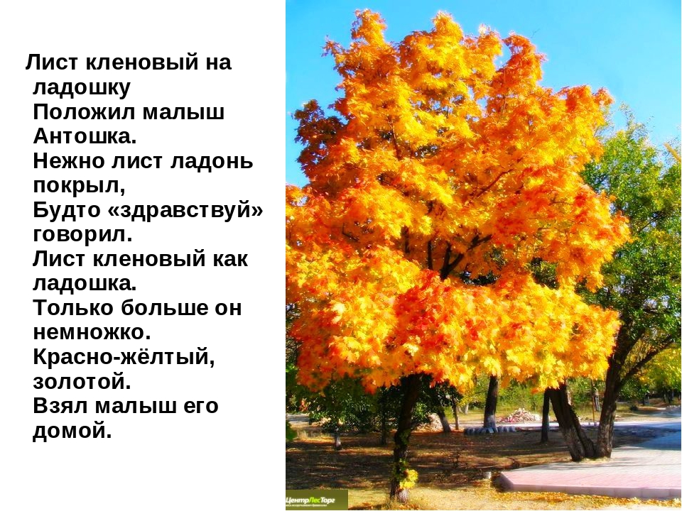 Презентация на тему: «Лиственные деревья»