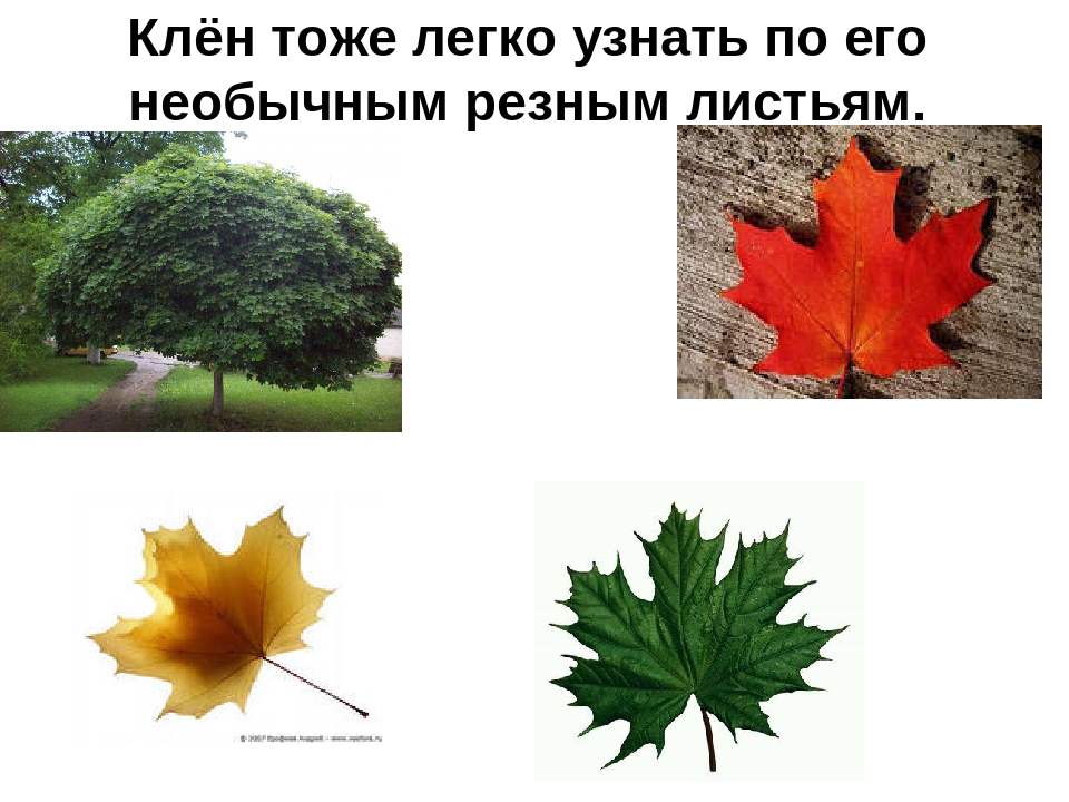 Презентация на тему: «Лиственные деревья»