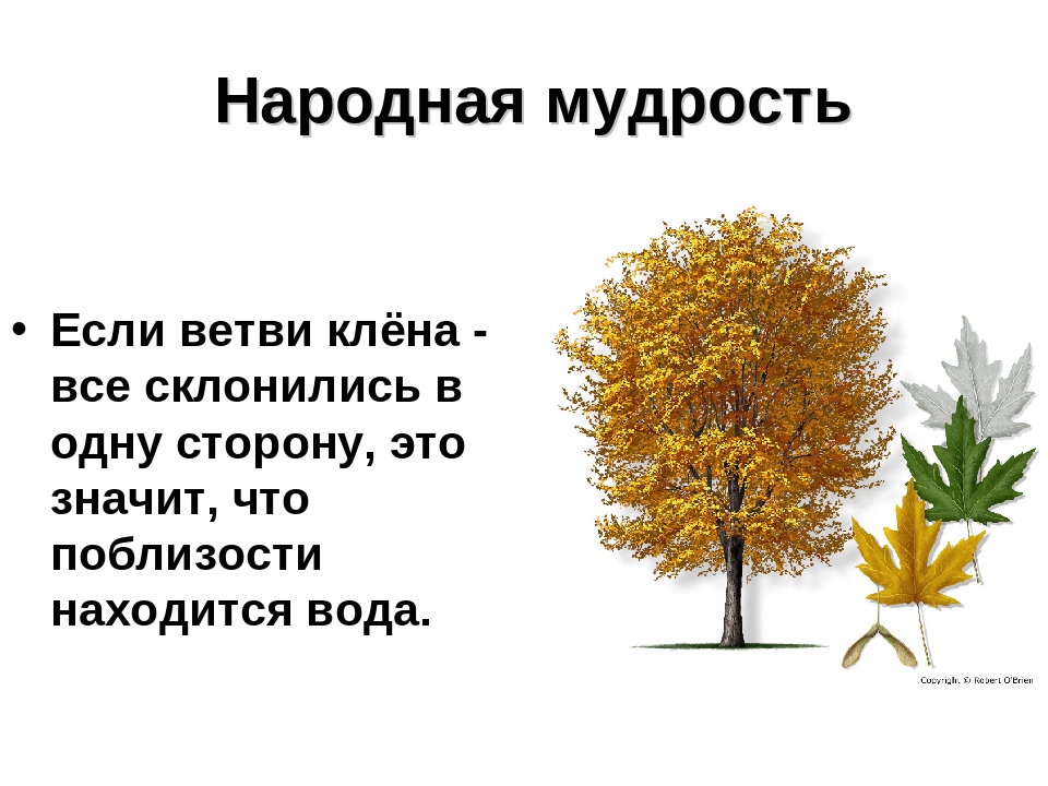 Презентация на тему: «Лиственные деревья»
