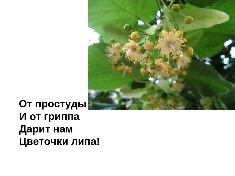 Презентация на тему: «Лиственные деревья»