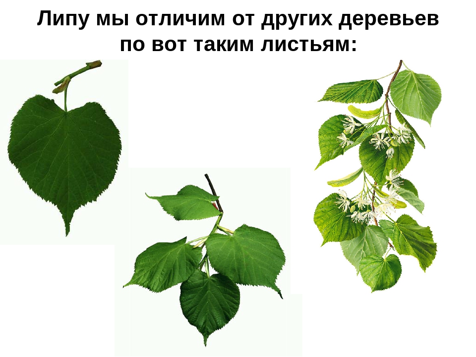 Презентация на тему: «Лиственные деревья»