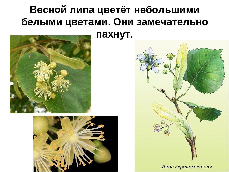 Презентация на тему: «Лиственные деревья»