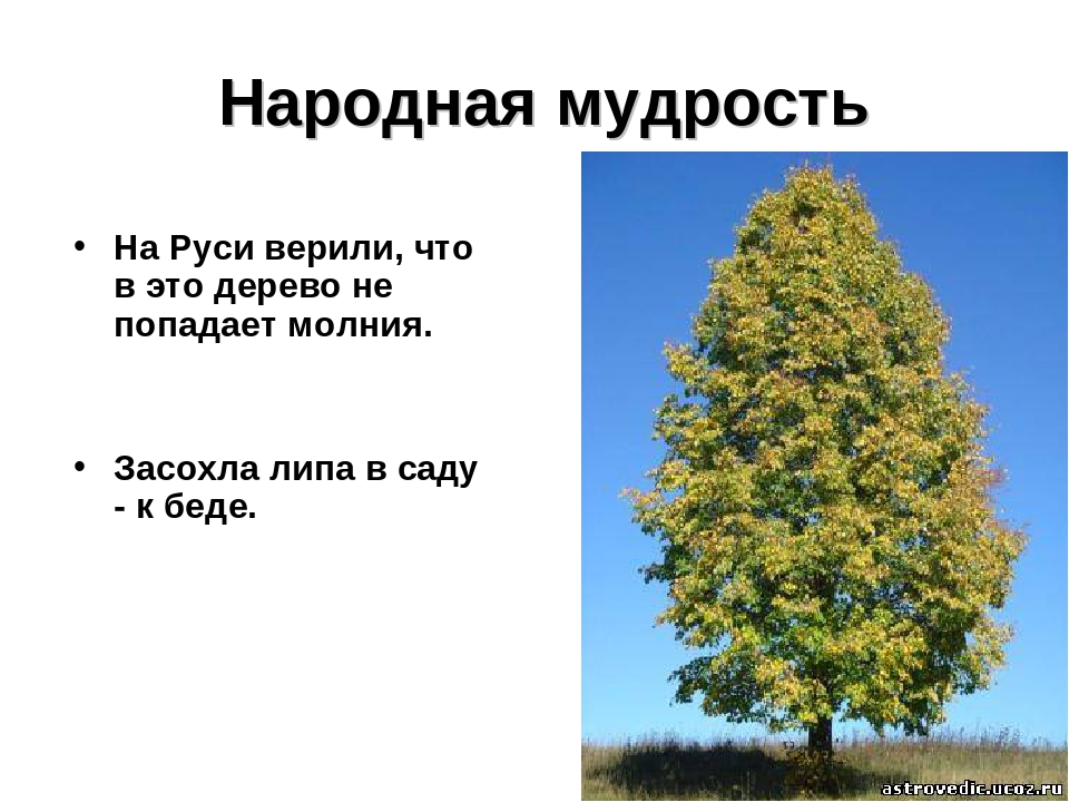 Презентация на тему: «Лиственные деревья»