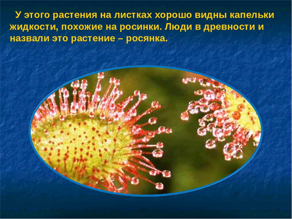 Презентация на тему: «Удивительный мир растений»
