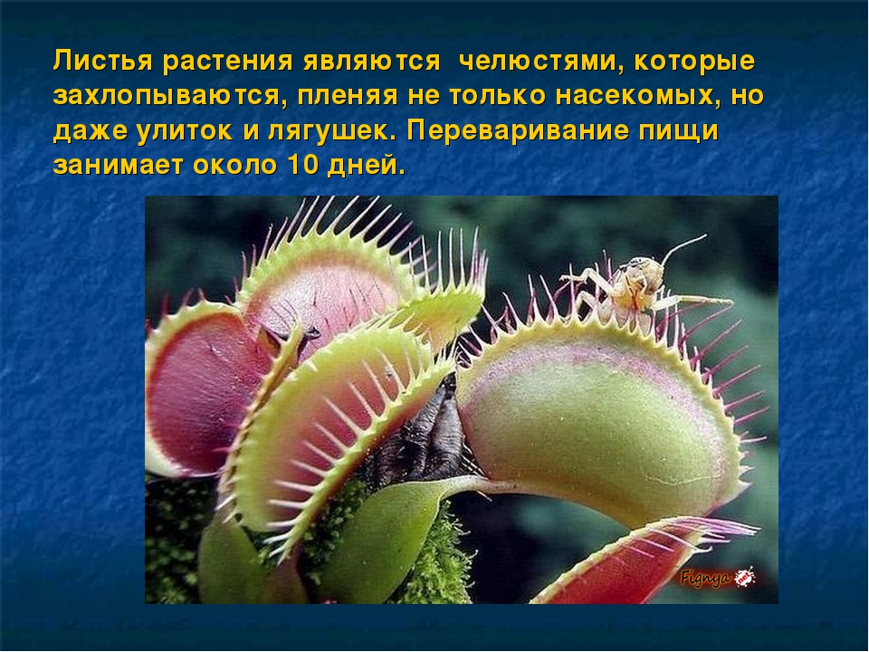 Презентация на тему: «Удивительный мир растений»