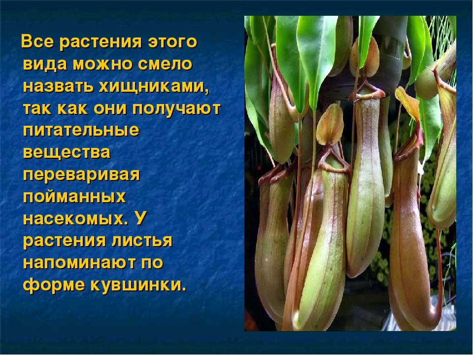Презентация на тему: «Удивительный мир растений»