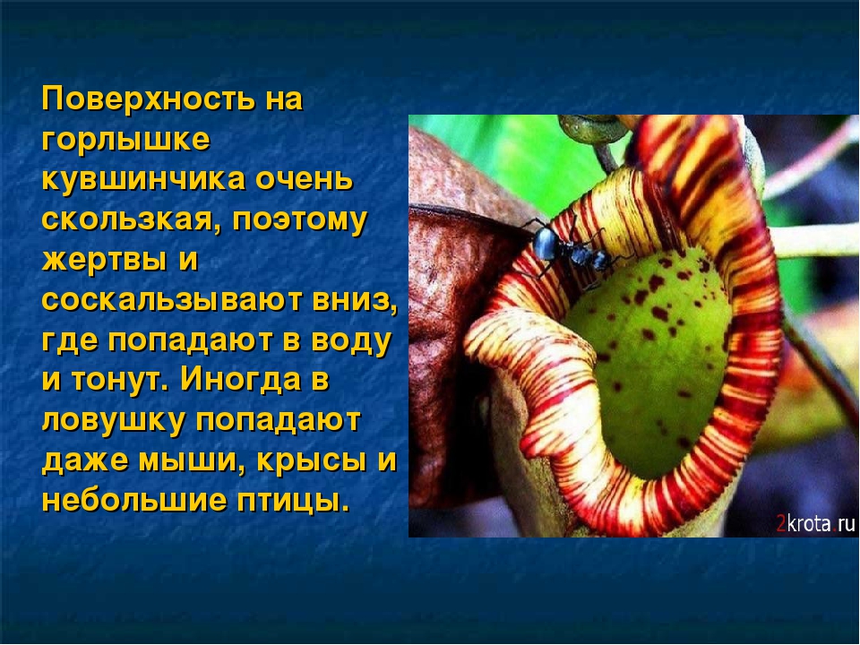 Презентация на тему: «Удивительный мир растений»
