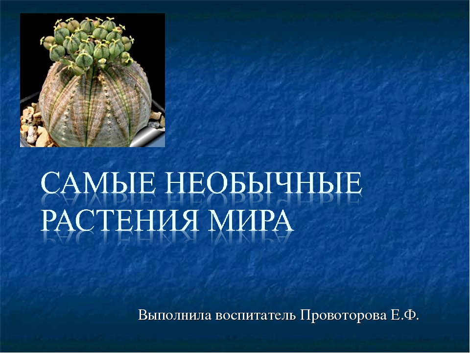 Презентация на тему: « Самые необычные растения мира »