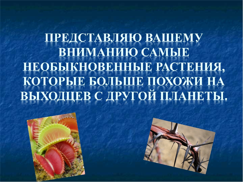 Презентация на тему: « Самые необычные растения мира »