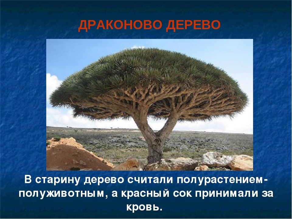 Презентация на тему: « Самые необычные растения мира »