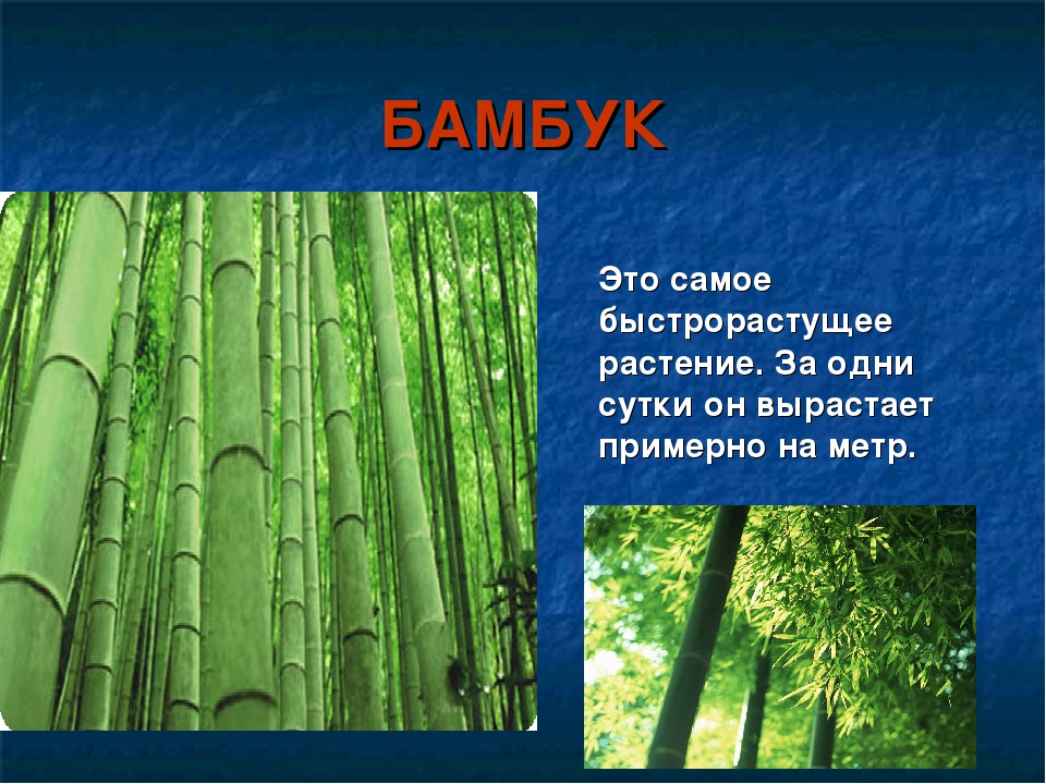 Презентация на тему: « Самые необычные растения мира »