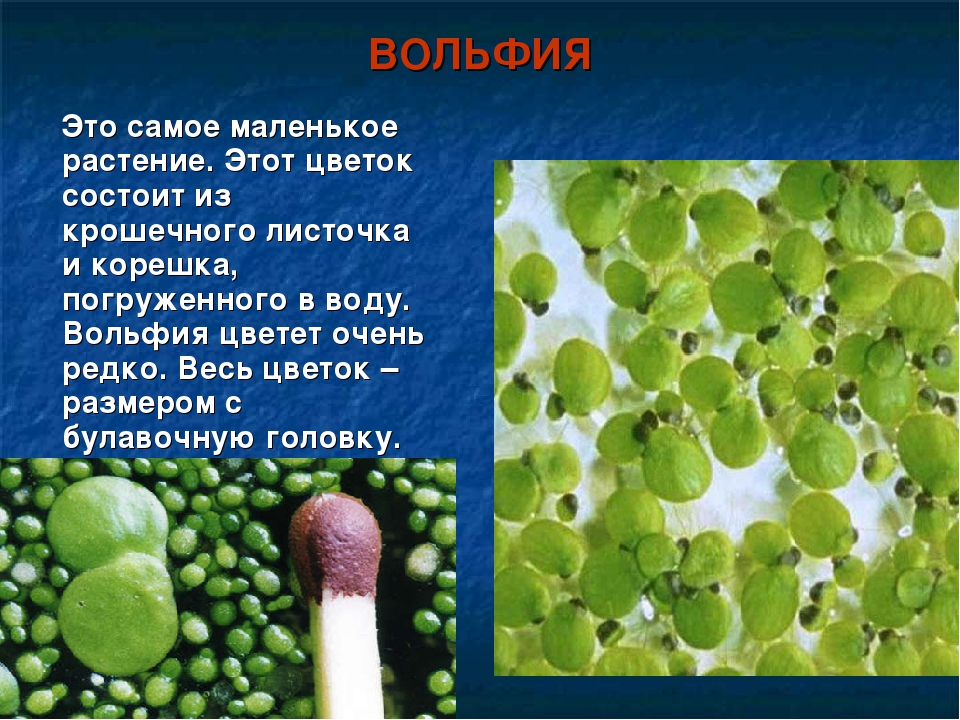 Презентация на тему: « Самые необычные растения мира »