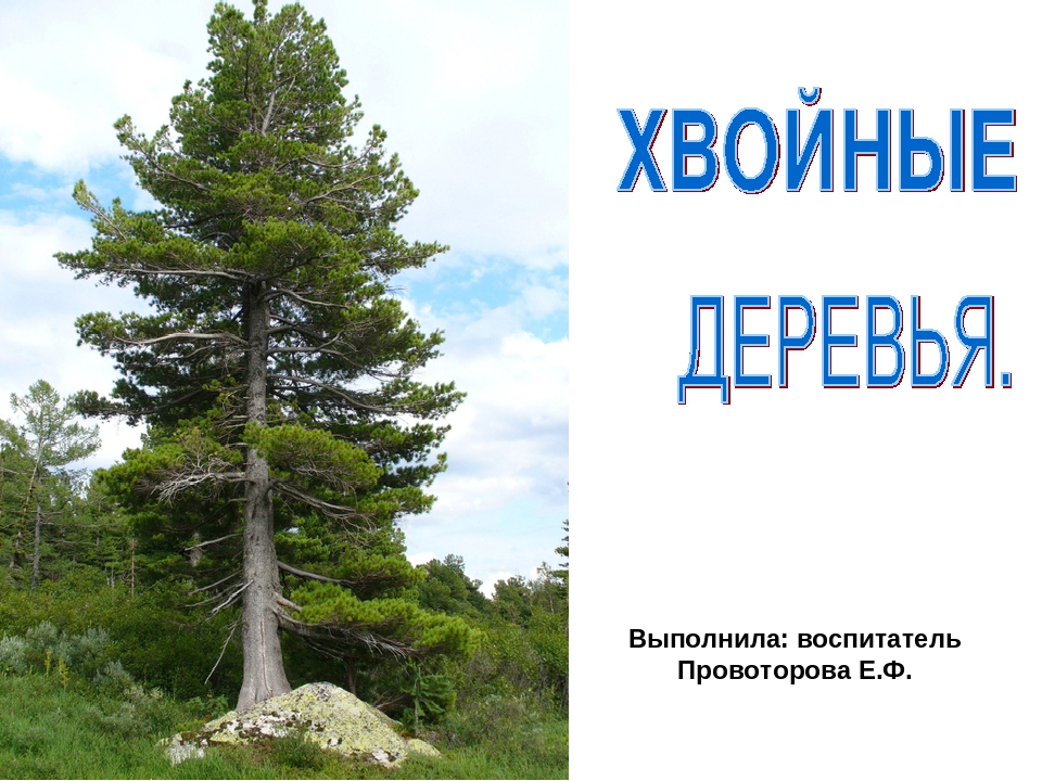 Презентация на тему: «Хвойные деревья»