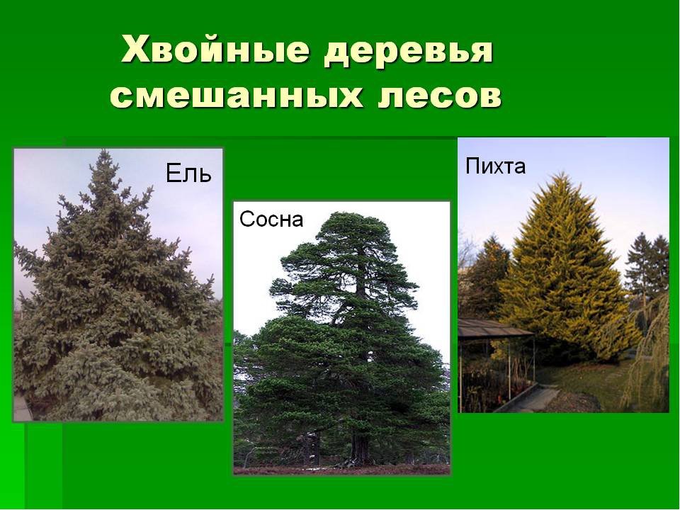 Презентация на тему: «Хвойные деревья»