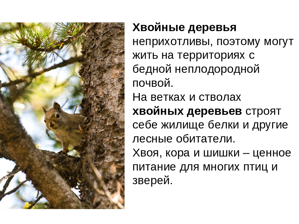 Презентация на тему: «Хвойные деревья»