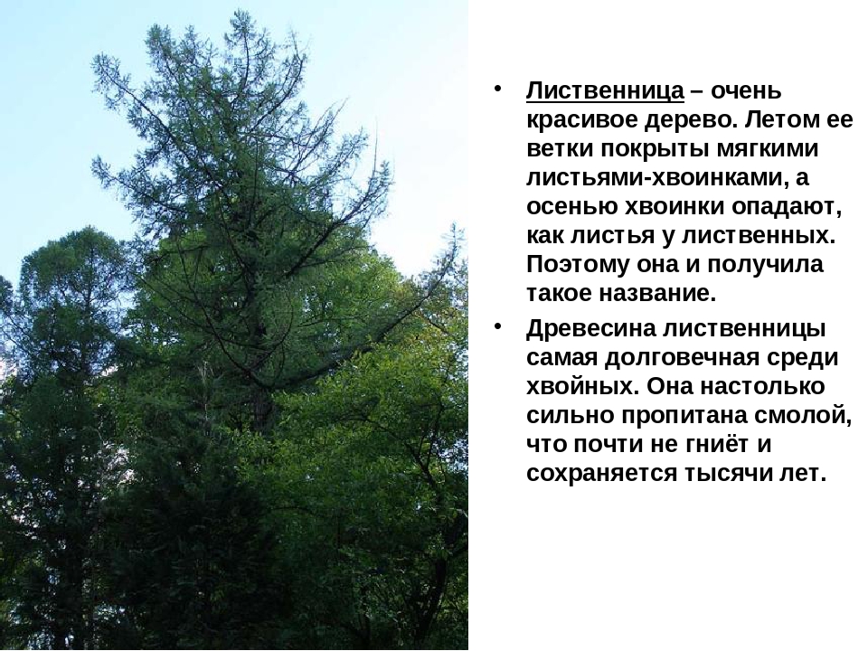 Презентация на тему: «Хвойные деревья»