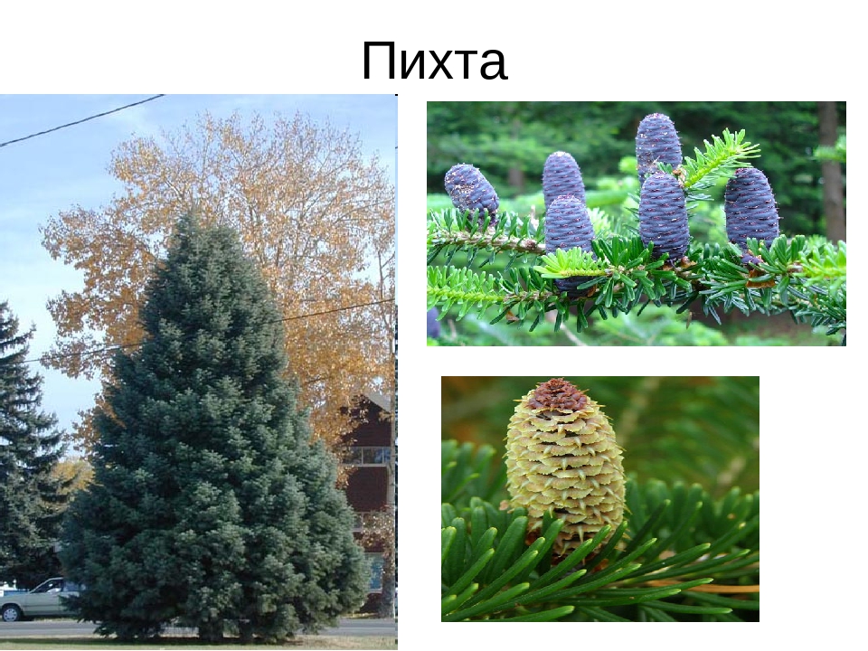 Презентация на тему: «Хвойные деревья»