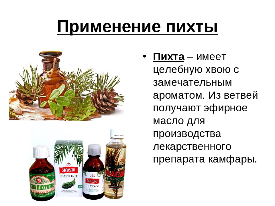 Презентация на тему: «Хвойные деревья»