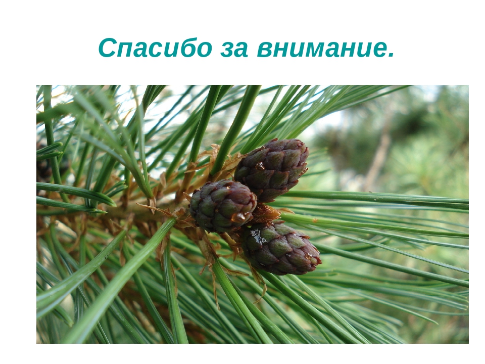 Презентация на тему: «Хвойные деревья»