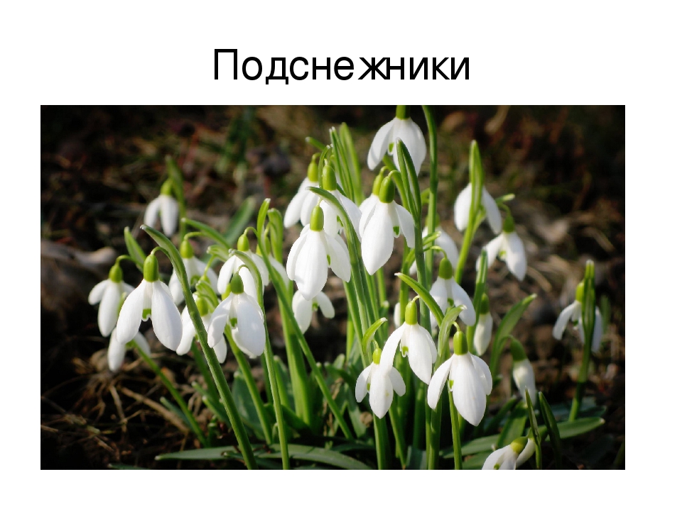 Презентация на тему: «Весенние цветы»