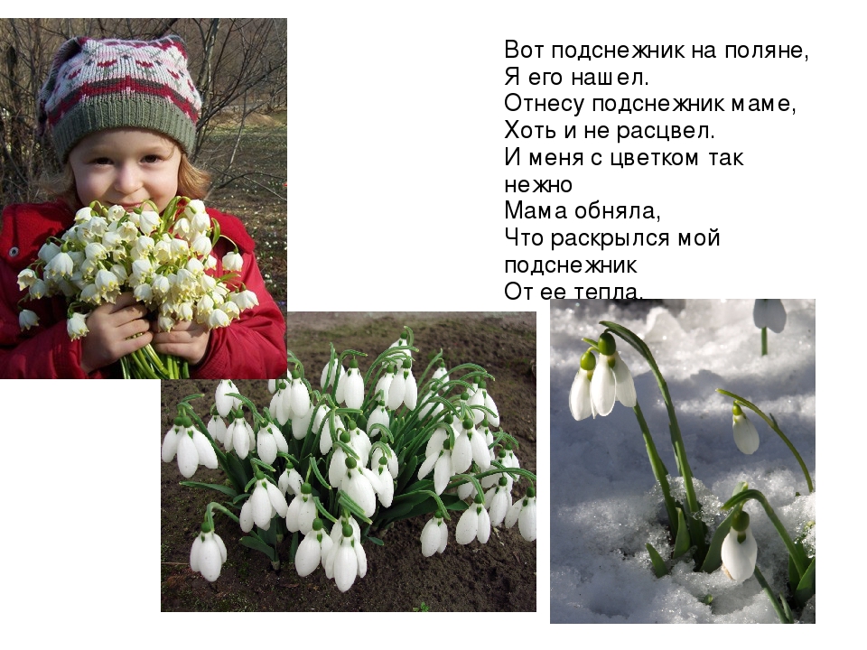 Презентация на тему: «Весенние цветы»