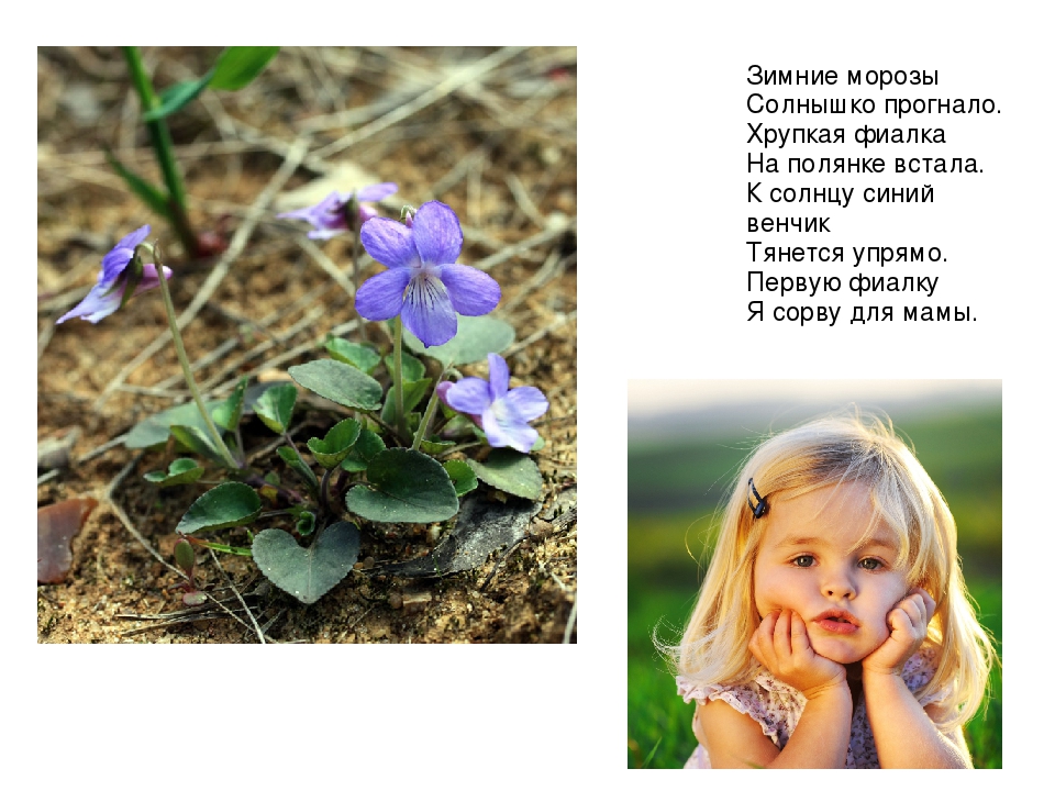 Презентация на тему: «Весенние цветы»