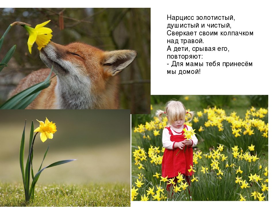 Презентация на тему: «Весенние цветы»
