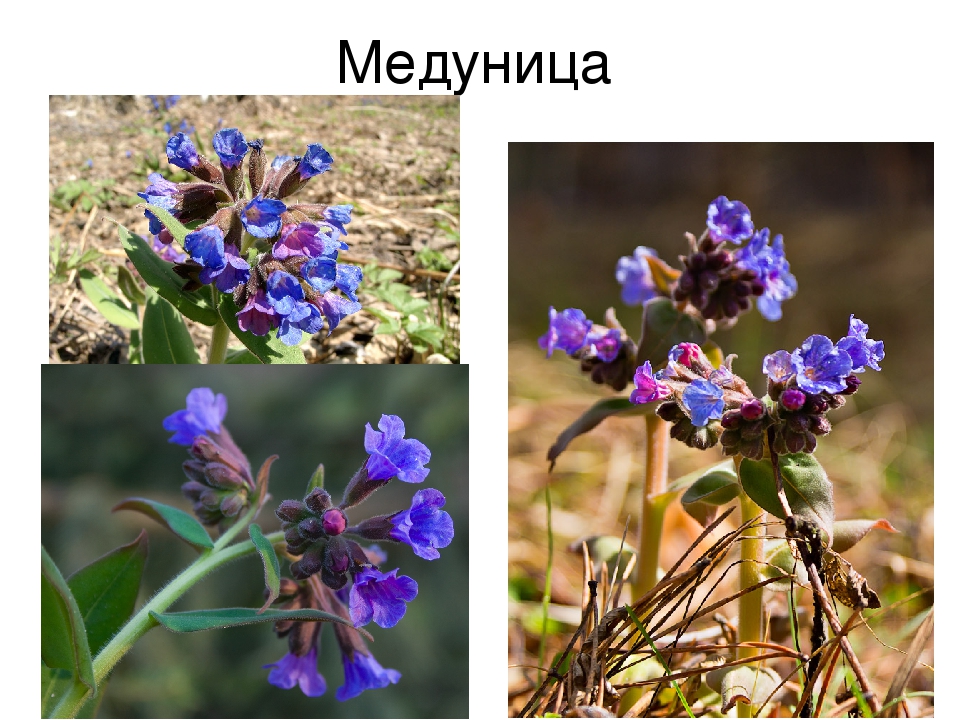 Презентация на тему: «Весенние цветы»