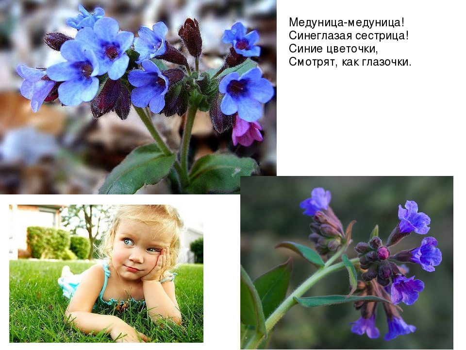 Презентация на тему: «Весенние цветы»