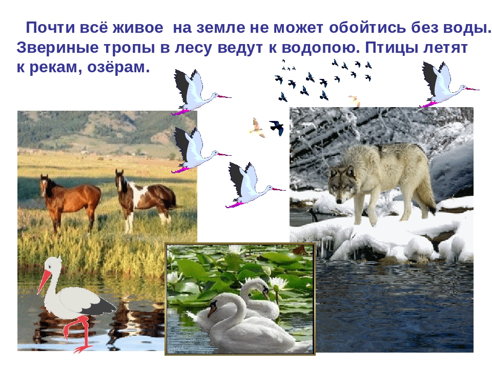 Презентация на тему: «Вода»