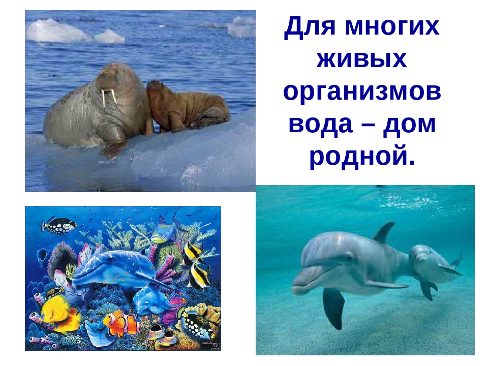 Презентация на тему: «Вода»