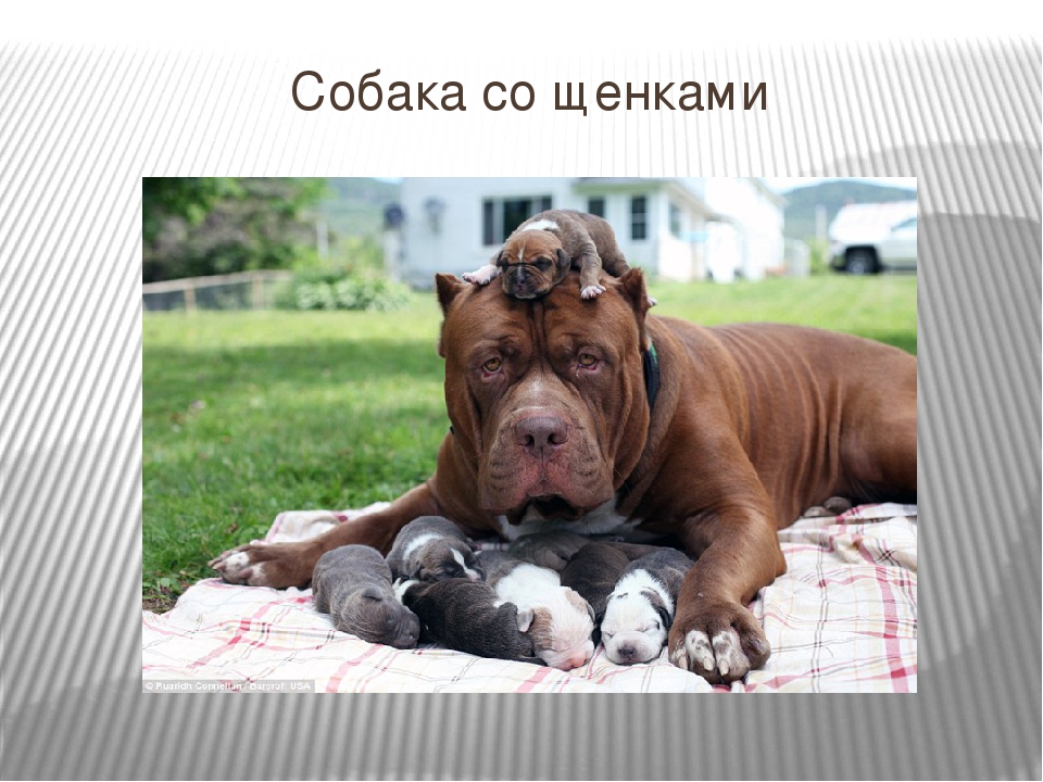 Презентация для детей младшего дошкольного возраста "Домашние животные"