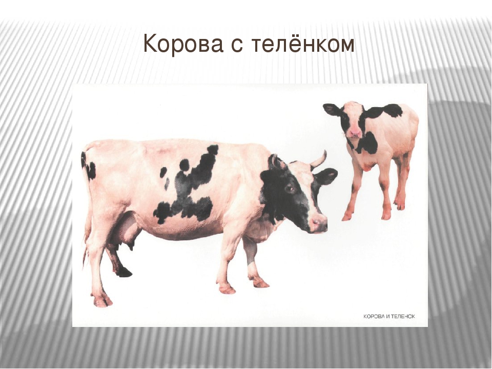 Презентация для детей младшего дошкольного возраста "Домашние животные"
