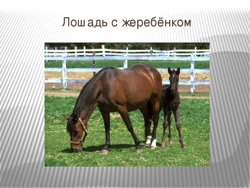 Презентация для детей младшего дошкольного возраста "Домашние животные"