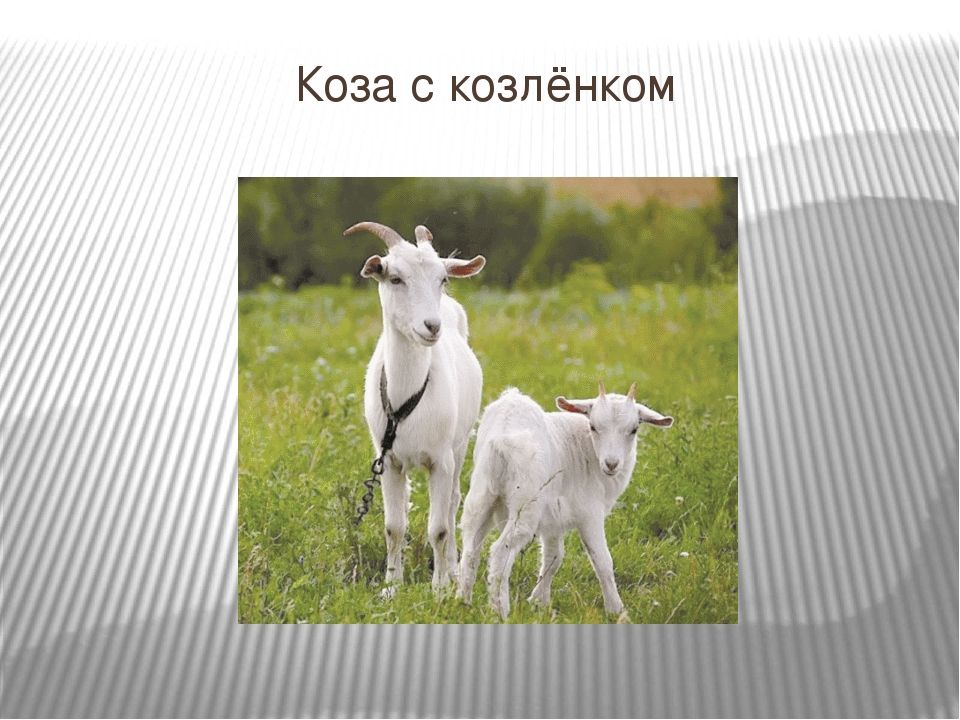 Презентация для детей младшего дошкольного возраста "Домашние животные"
