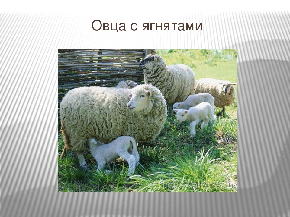Презентация для детей младшего дошкольного возраста "Домашние животные"