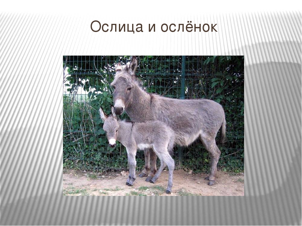 Презентация для детей младшего дошкольного возраста "Домашние животные"